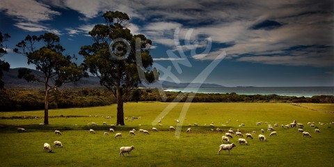 TASMANIA Bicheno